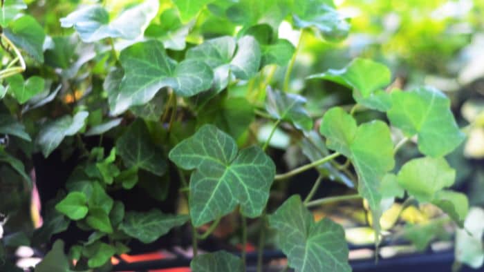  ivy care in a pot