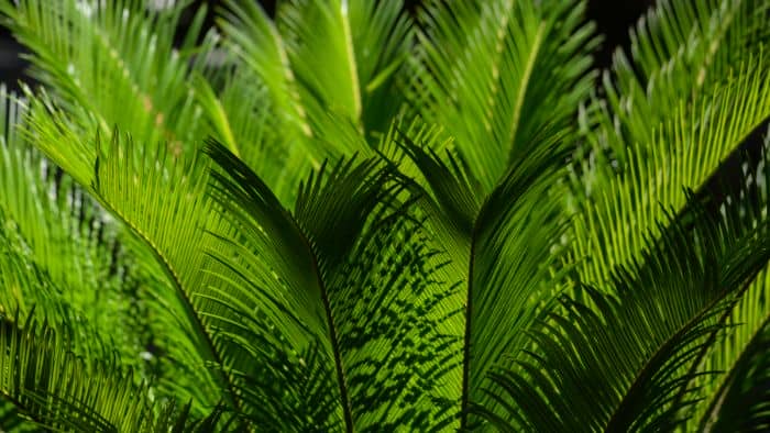  potting soil for sago palm