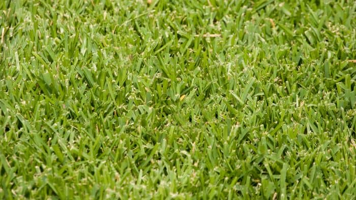  putting sand on st Augustine grass