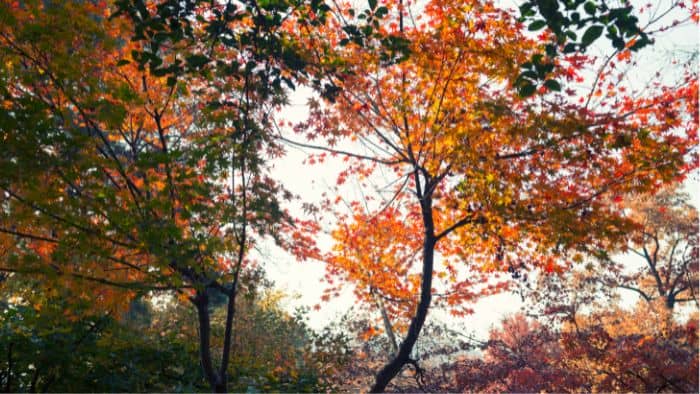  when to fertilize maple trees
