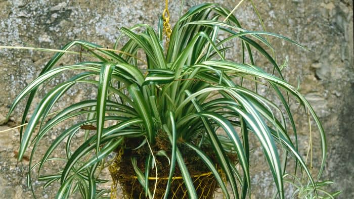  "best potting soil for spider plants