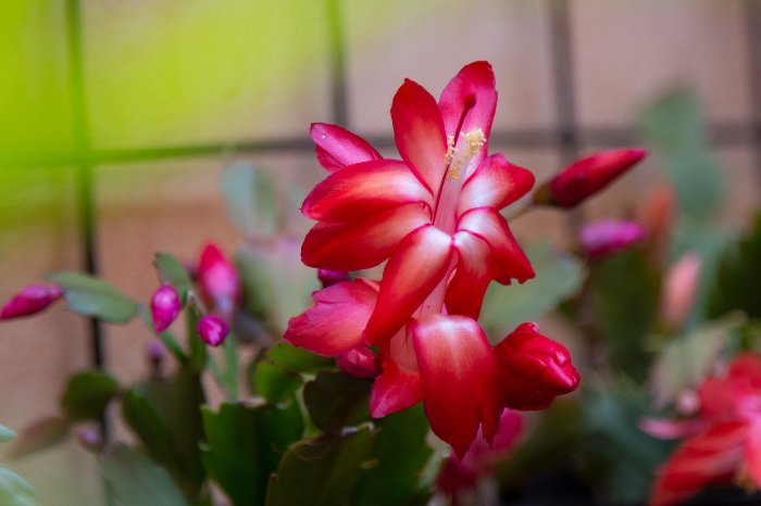 All About The Christmas Cactus
