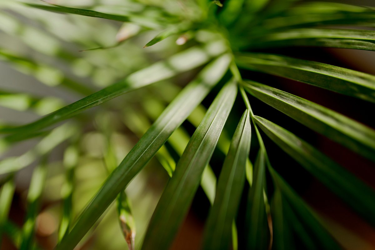 Best Soil For Parlor Palm