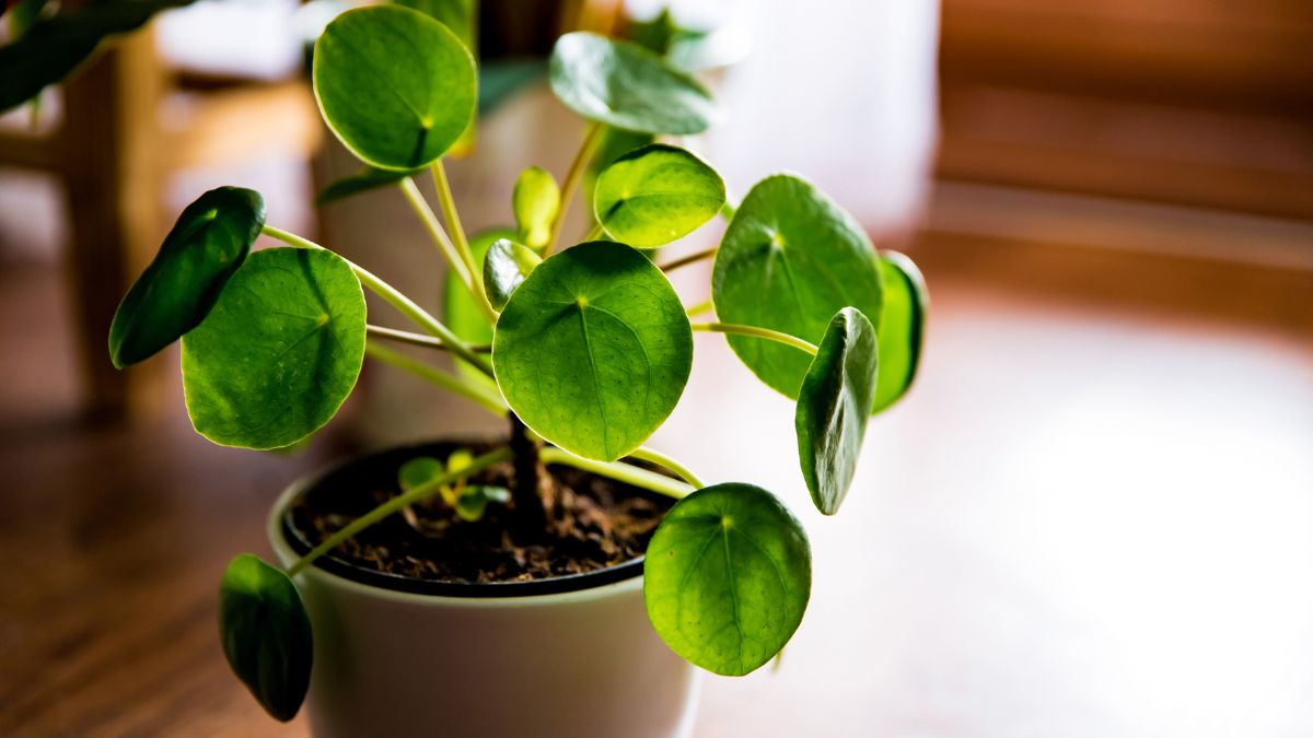 Best Soil For Pilea Peperomioides