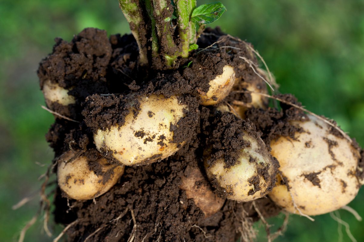 Best Soil for Growing Potatoes