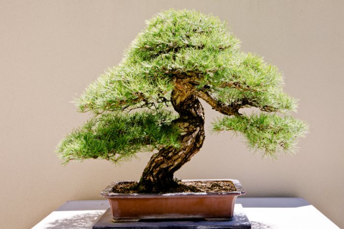 What Is A Ficus Bonsai