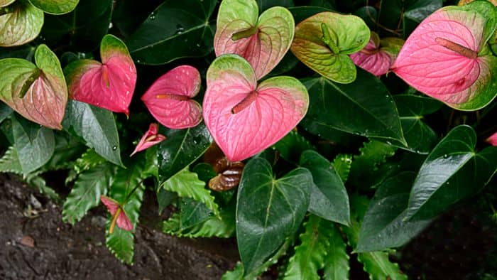  anthurium soil type