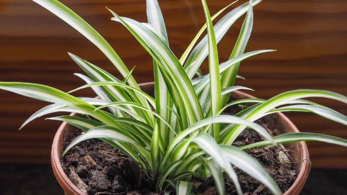  best fertilizer for spider plants