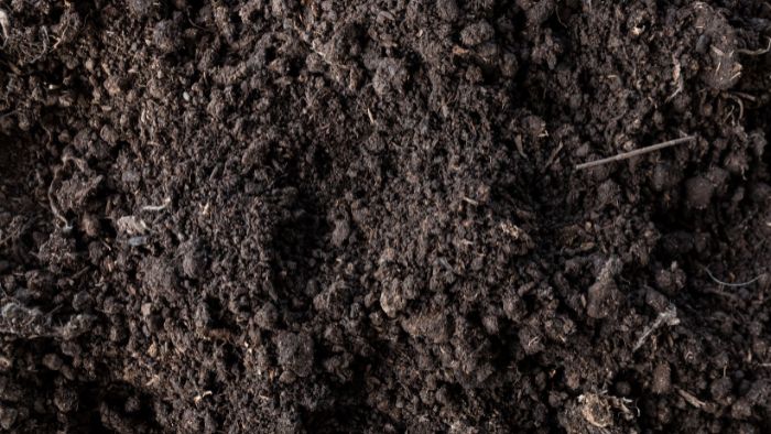  best potting soil for anthurium