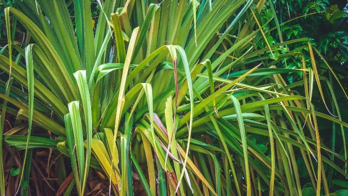  best soil for dracaena marginata