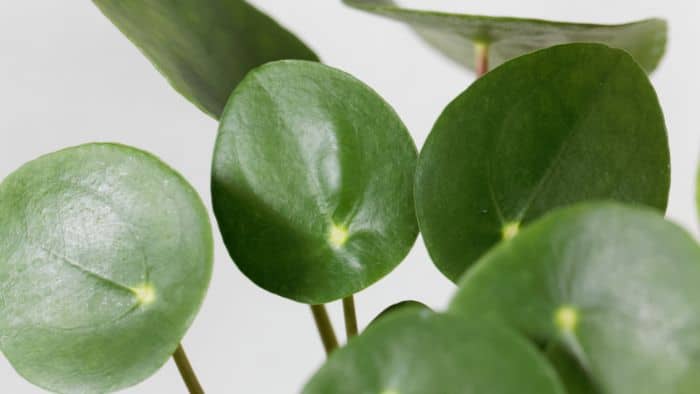  best soil for pilea peperomioides