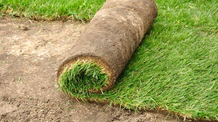  best soil for sod