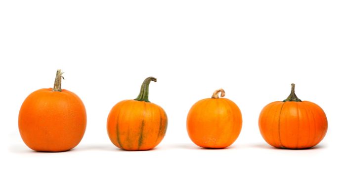  big max pumpkin growing tips
