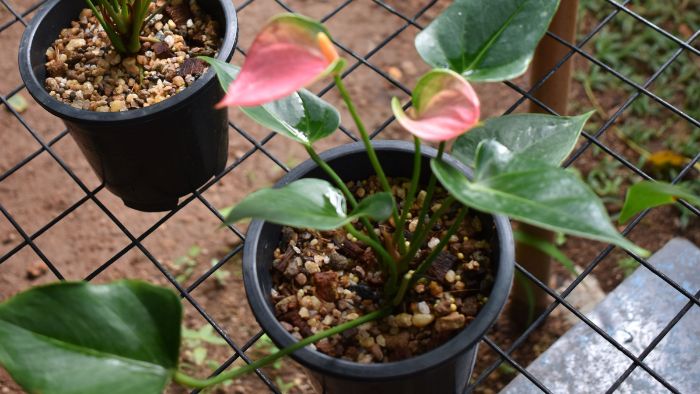  can i use cactus soil for anthurium
