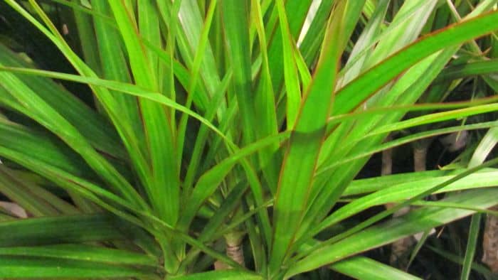  dracaena marginata soil type