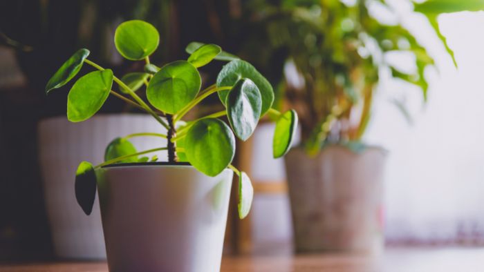  how to care for pilea