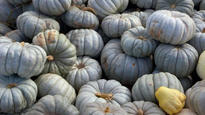  how to grow big pumpkins