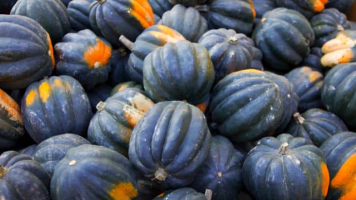  how to grow bigger pumpkins
