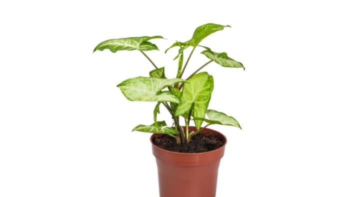  how to propagate a syngonium