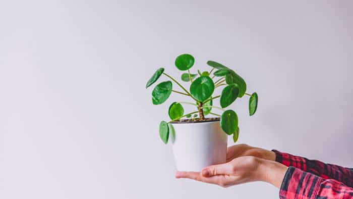  pilea peperomioides soil