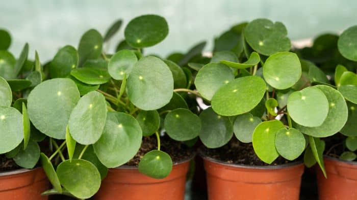  pilea soil type
