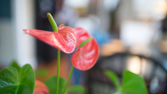  potting soil for anthurium