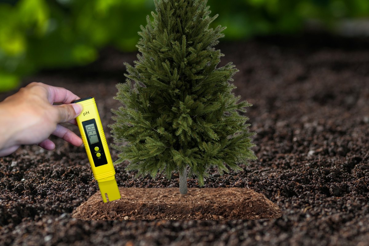Do Pine Trees Make Soil Acidic