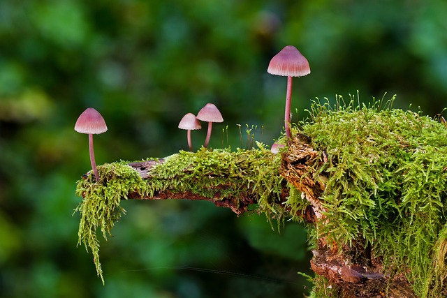 Plants that don't like mushroom compost